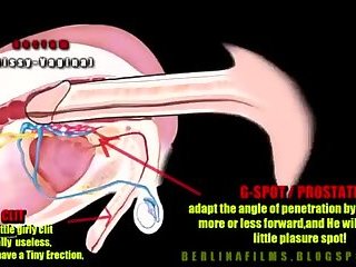 Sissy Anatomy